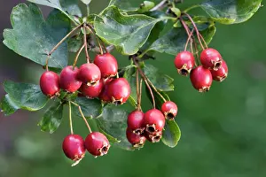 Hawthorns: Hawthorn with fruit