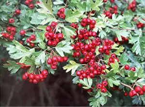 Haws: HAWTHORN HAWS - in hedge