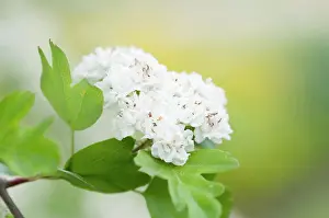 Laevigata: Hawthorn, Hawthorn Plena, Crataegus laevigata