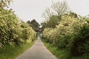 Chris Knights: HAWTHORN - hedge along roadside