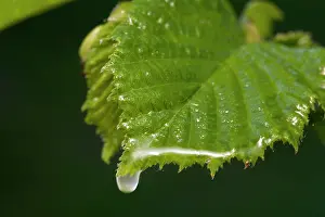 Hawthorns: Hawthorn leaf and water drop
