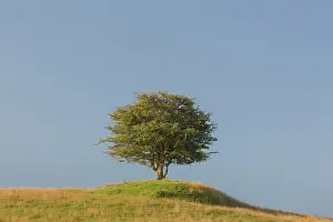 Crataegus: Hawthorn, May - lonely tree, summer - Sweden