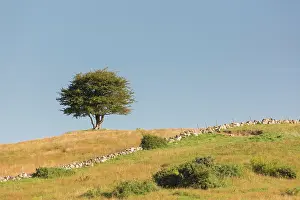 Crataegus: Hawthorn, May - lonely tree, summer - Sweden