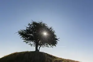 Spirit: Hawthorn, May - lonely tree, summer - Sweden