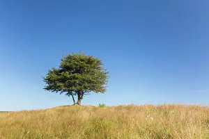Crataegus: Hawthorn, May - lonely tree, summer - Sweden