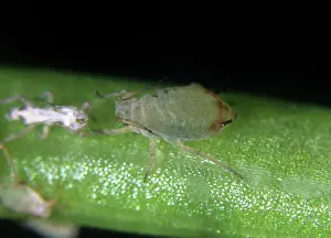 Parsley: Hawthorn parsley aphid