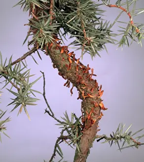 Shoot: Hawthorn rust on Juniper