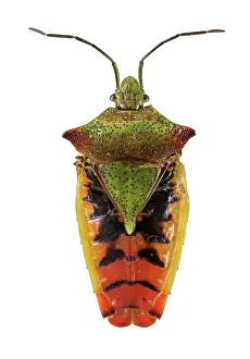 Shield: Hawthorn shield bug (Acanthosoma haemorrhoidale)