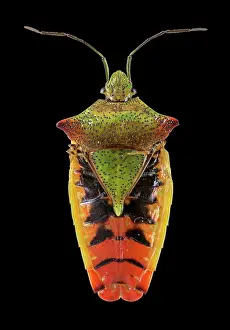 Shield: Hawthorn shield bug (Acanthosoma haemorrhoidale)