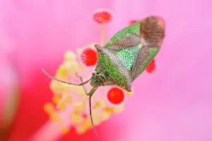 Shield: Hawthorn Shield Bug - on Hibiscus flower