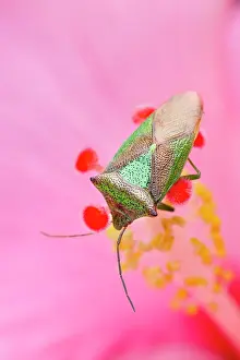 Shield: Hawthorn Shield Bug - on Hibiscus flower