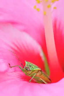 Shield: Hawthorn Shield Bug - on Hibiscus flower