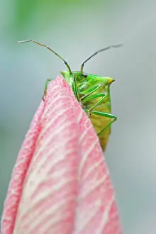 Shield: Hawthorn Shield Bug - on Hibiscus flower