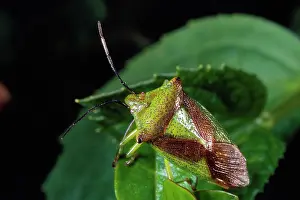 Shieldbug: Hawthorn Shieldbug