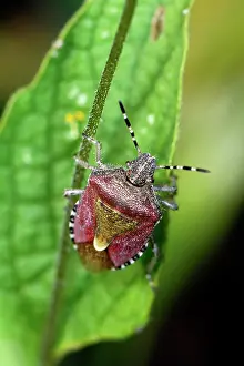 Mark Fellowes: Hawthorn Shieldbug