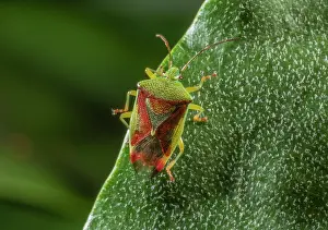 Pentatomidae: Hawthorn Shieldbug, Acanthosoma haemorrhoidale