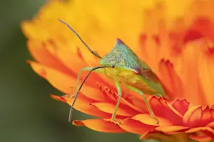 Calendula: Hawthorn Shieldbug on calendula flower -Norfolk