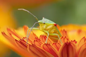 Calendula: Hawthorn Shieldbug on calendula flower -Norfolk