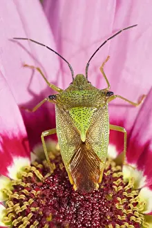 Hawthorn: Hawthorn Shieldbug on Osteospurmum flower - Norfolk