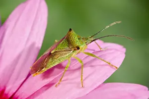 Hawthorn: Hawthorn Shieldbug on Osteospurmum flower - Norfolk
