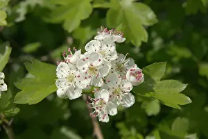 Hawthorns: Hawthorn - Thorn apple, blossom