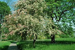 Hawthorns: HAWTHORN TREE