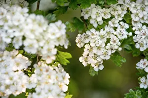 David Chapman: Hawthorn Tree - Blossom - UK
