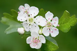 Hawthorns: Hawthorn Tree - flower