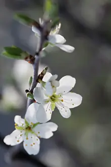 Crataegus: Hawthornblossom