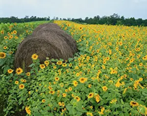 Kentucky: Hay bale in sunflowers field, Bluegrass