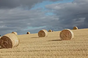 Rolled: Hay Bales - corn bales rolled in field