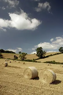 Bales: Hay Bales - in farmers field