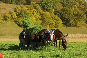 Carts: Hay collection using horses and cart in the fields