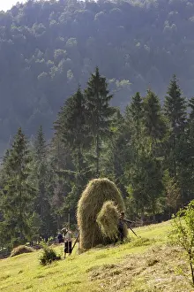 Hard: Hay harvest and haystack in the Apuseni