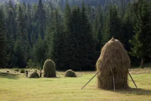 Hard: Hay harvest and haystack in the Apuseni