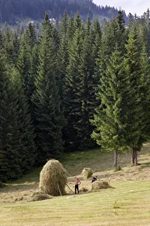 Hard: Hay harvest and haystack in the Apuseni