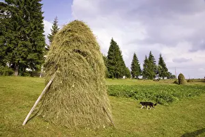 Hard: Hay harvest and haystack in the Apuseni