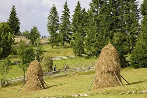 Hard: Hay harvest and haystack in the Apuseni