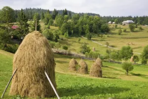 Stack: Hay harvest and haystack in the Apuseni