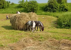Transylvania: Hay harvest, using horses, near Miclosoara; hungarian