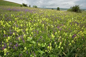 Vetch: Hay Meadow with narrow-leaved vetch, Hay Rattle