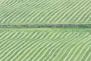 Orkneys: Hay Meadows cut for Silage and left to dry
