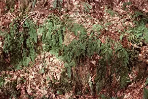Scented: Hay-Scented Buckler Fern