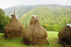 Piatra: Hay stooks - with autumnal beechwoods beyond, in