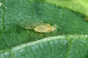 Nuts: Hazel aphid