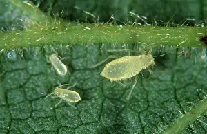 Nuts: Hazel aphid