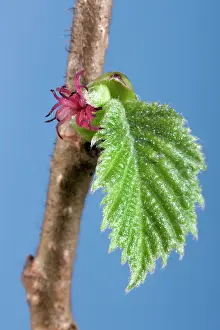Maples: Hazel bud with flower