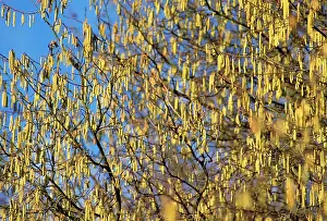 Hazels: Hazel - Catkins