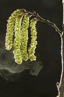 Hazel: Hazel Catkins - in early spring shedding pollen