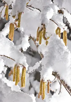 Hazel: Hazel Catkins - in late winter snow